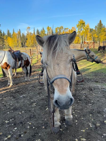 Saddle Peak Trail Rides