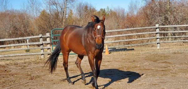 Inukshuk Farm & Equestrian Centre