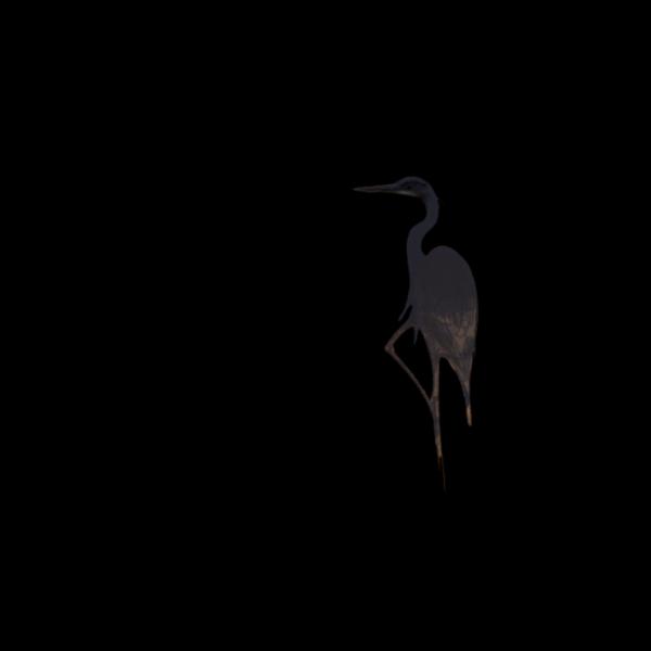 Heron