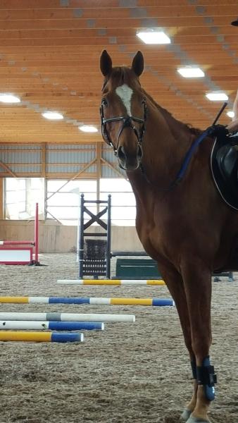 Bronte Creek Equestrian Centre