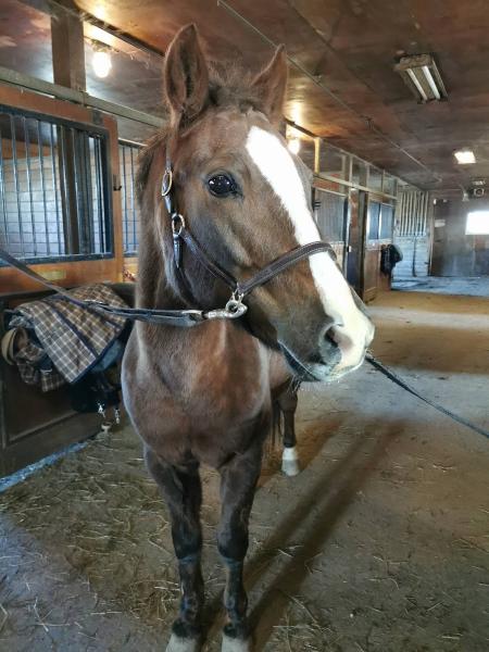 Iron Horse Equestrian Complex