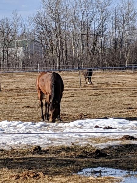 Superior Equestrian Center