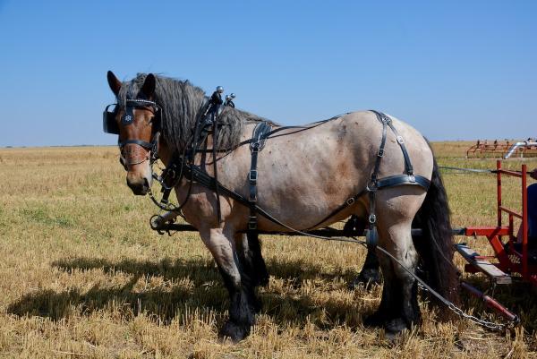 Alberta Carriage Supply