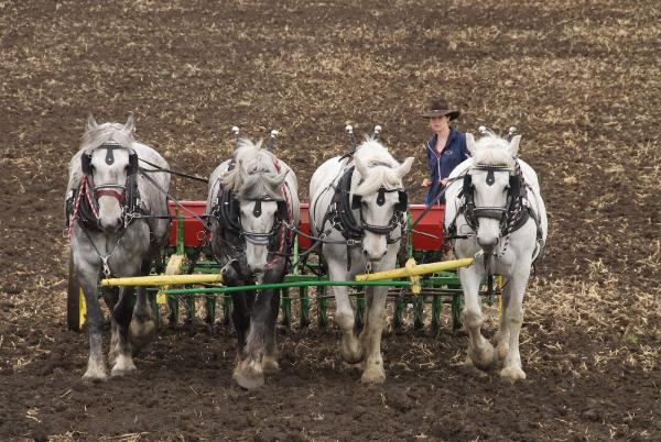 Alberta Carriage Supply