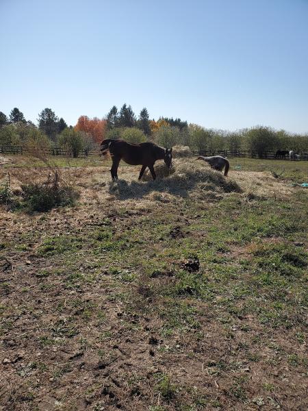 Silver Spur Ranch