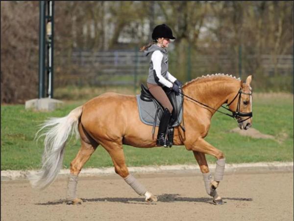 Clip Clop Horseback Riding