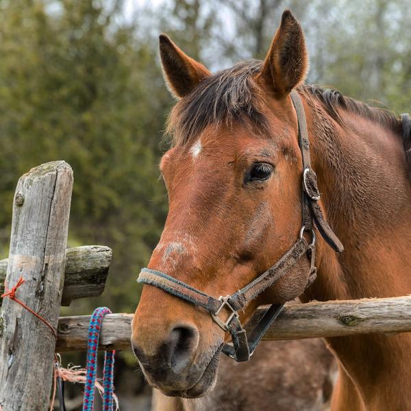 Fallbrook Trail Ranch