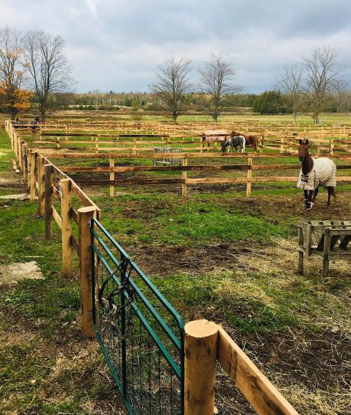 Kings Meadow Equestrian Centre Inc