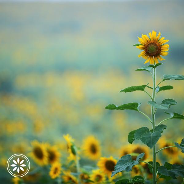 Harmony Health and Fitness