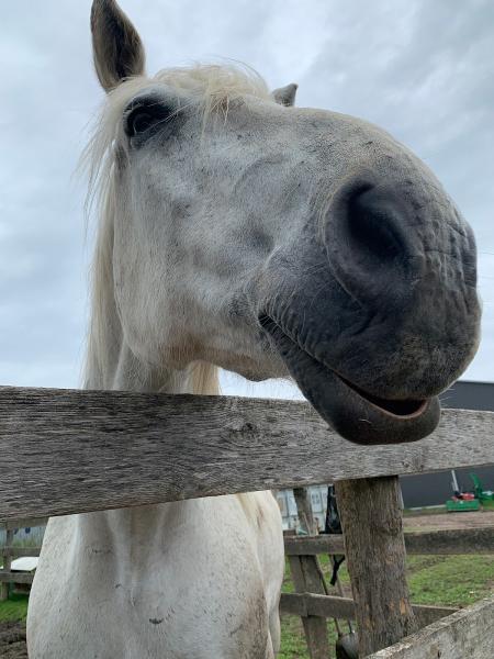 Hardings' Horse Haven