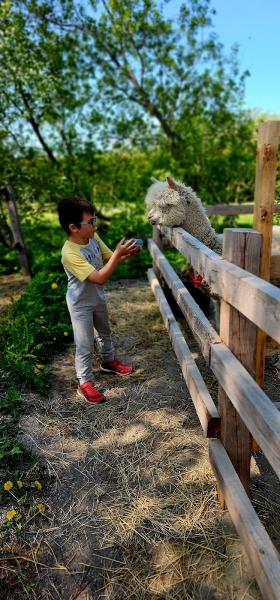 Princess Stable