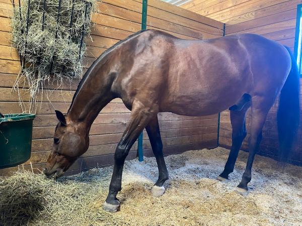 Cedar Lane Stables