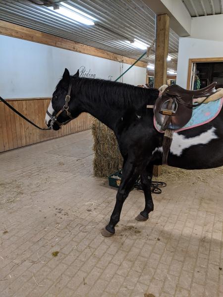 Cedar Lane Stables