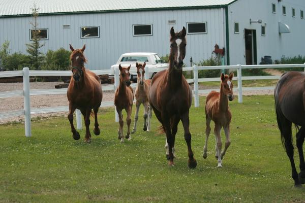 Clover Leaf Stables Equestrian Centre