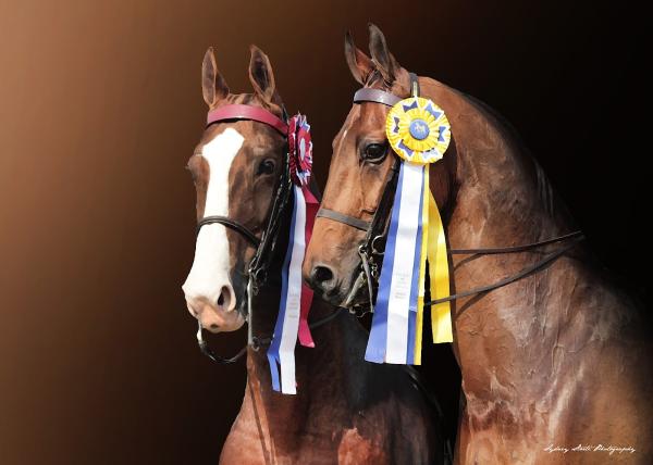 Clover Leaf Stables Equestrian Centre