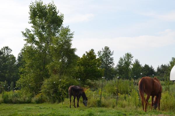 Charmed Stables