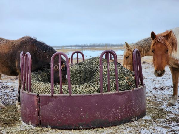 Bold Xpression Farms