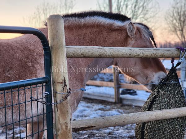 Bold Xpression Farms