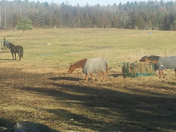 Hidlea Stables