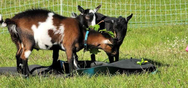 Goat Yoga