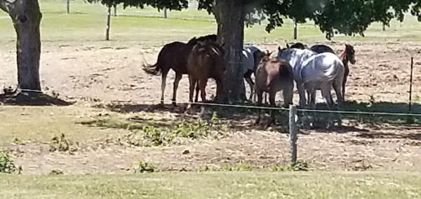 Seven Pines Stables