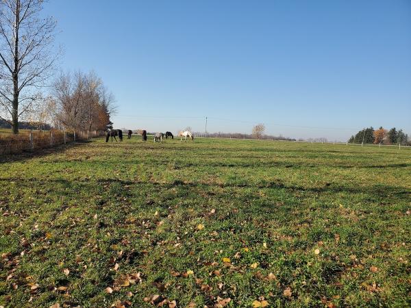 Shadowlane Stables