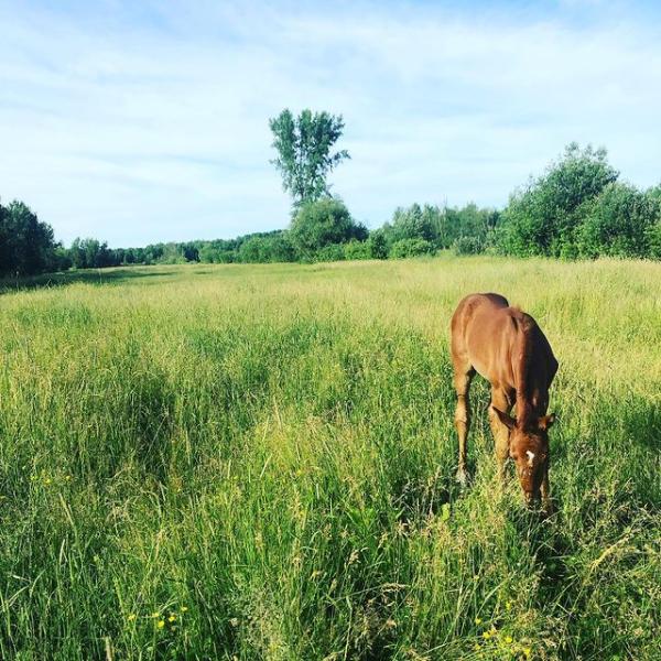 Ferme B&L Equestrian