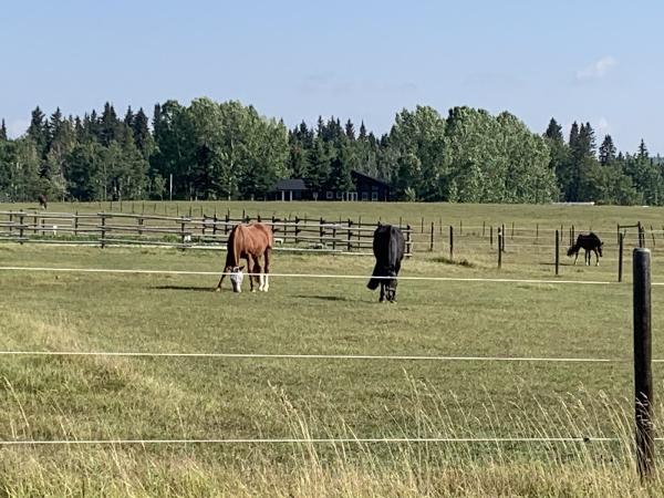Black Whiskey Ranch
