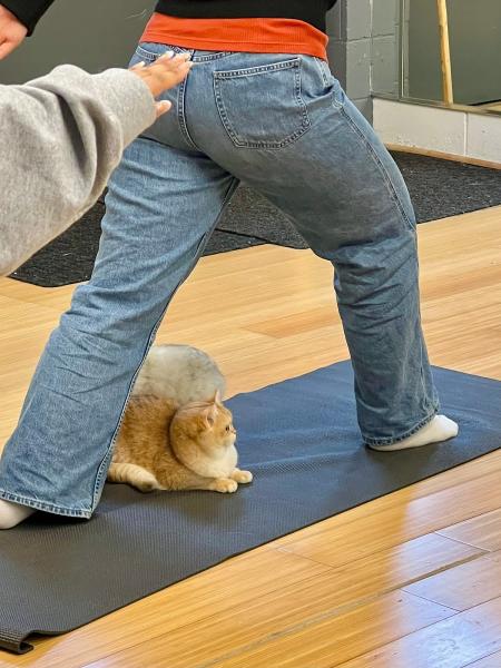 Kittypup Yoga